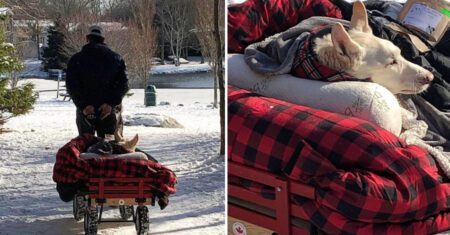 Cachorrinho não consegue andar na neve e seu dono adapta um carrinho para poder levá-lo para passear