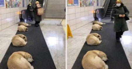 Metrô acolhe cães de rua e permite que eles durmam para se protegerem do frio