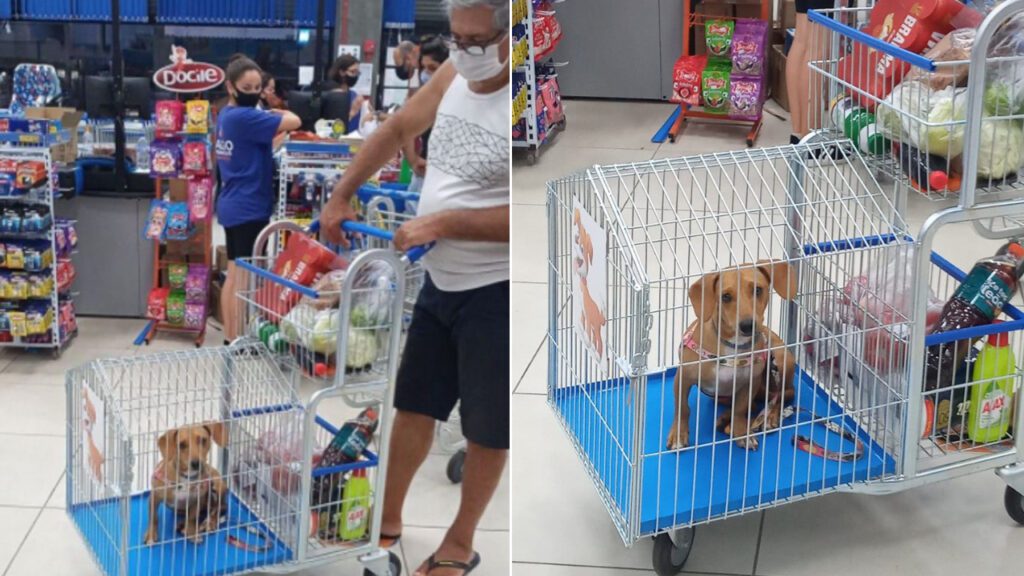 Supermercado brasileiro cria carrinhos únicos para os donos levarem animais de estimação