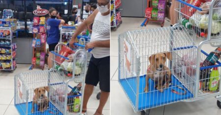 Supermercado brasileiro cria carrinhos únicos para os donos levarem animais de estimação