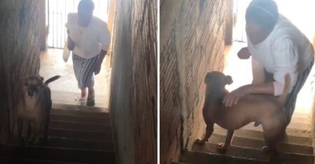 Cachorrinho cuidadoso ajuda dona idosa a subir as escadas da casa sempre que ela chega