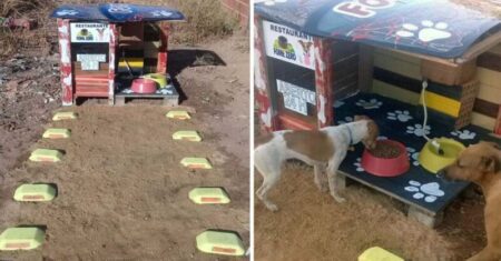 Homem constrói restaurante 24 horas para cachorros abandonados