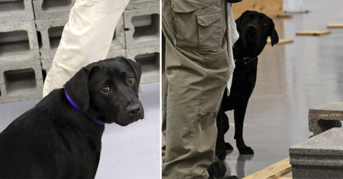 Cachorrinha é ‘demitida’ da CIA porque prefere brincar com crianças