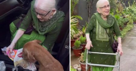 Vovó de 90 anos alimenta 120 cães de rua todas as manhãs