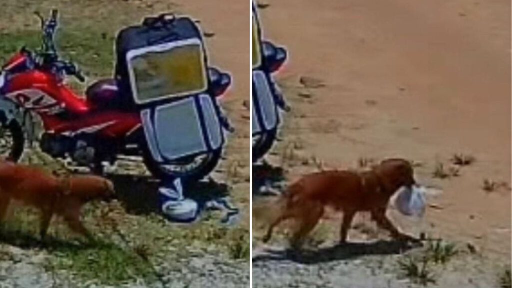 Cãozinho caramelo provoca risos ao ser flagrado ‘roubando’ marmita de entregador no Pará