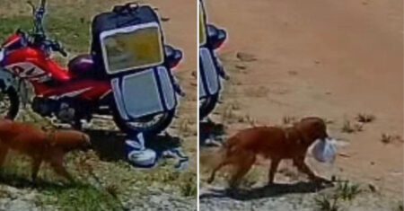 Cãozinho caramelo provoca risos ao ser flagrado ‘roubando’ marmita de entregador no Pará