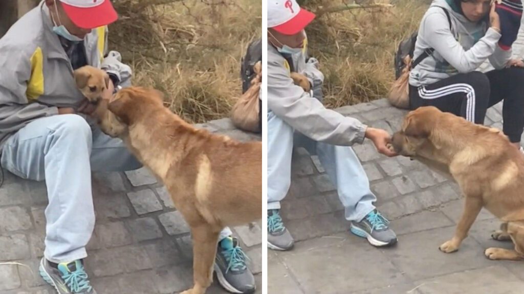 Cão de rua protagoniza a cena mais fofa ao cumprimentar um homem e seu filhotinho