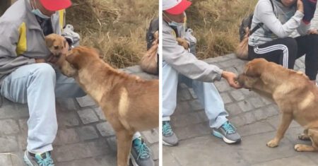 Cão de rua protagoniza a cena mais fofa ao cumprimentar um homem e seu filhotinho