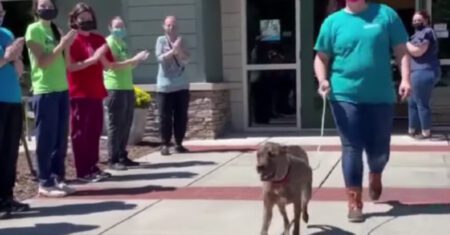 Cachorro com mais tempo no abrigo finalmente é adotado e seus cuidadores o aplaudem em comemoração