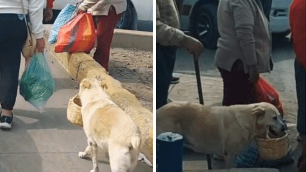 Cachorrinho acompanha sua dona todos os dias e ajuda ela a vender produtos que carrega na cesta