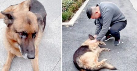 Cão policial aposentado ainda lembra de seu ex-treinador e chora de emoção ao reencontrá-lo