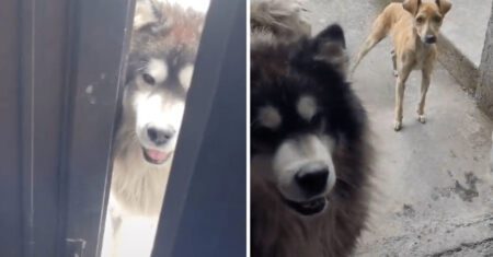 Cachorrinho faz amizade com cão de rua e o leva até a casa da vizinha para ela lhe dar comida