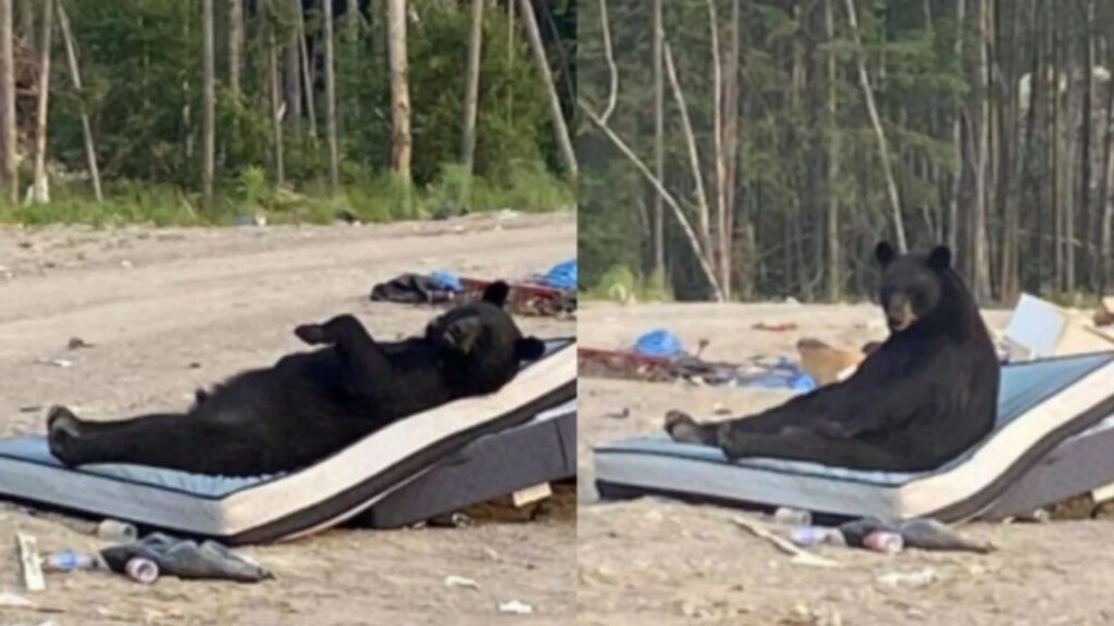 Urso folgado é flagrado ‘relaxando’ em um sofá que alguém jogou fora