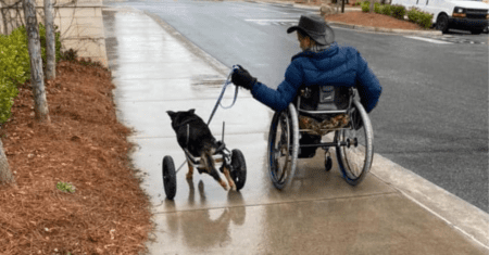 Homem em cadeira de rodas adota cachorro com a mesma condição e os dois se tornam inseparáveis