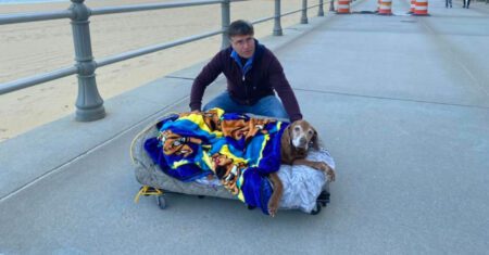 Cachorrinho idoso que não consegue mais andar ganha uma cama com rodinhas para passear na praia