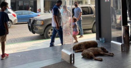 Loja permite que cachorros de rua entrem para se refrescar no ar condicionado