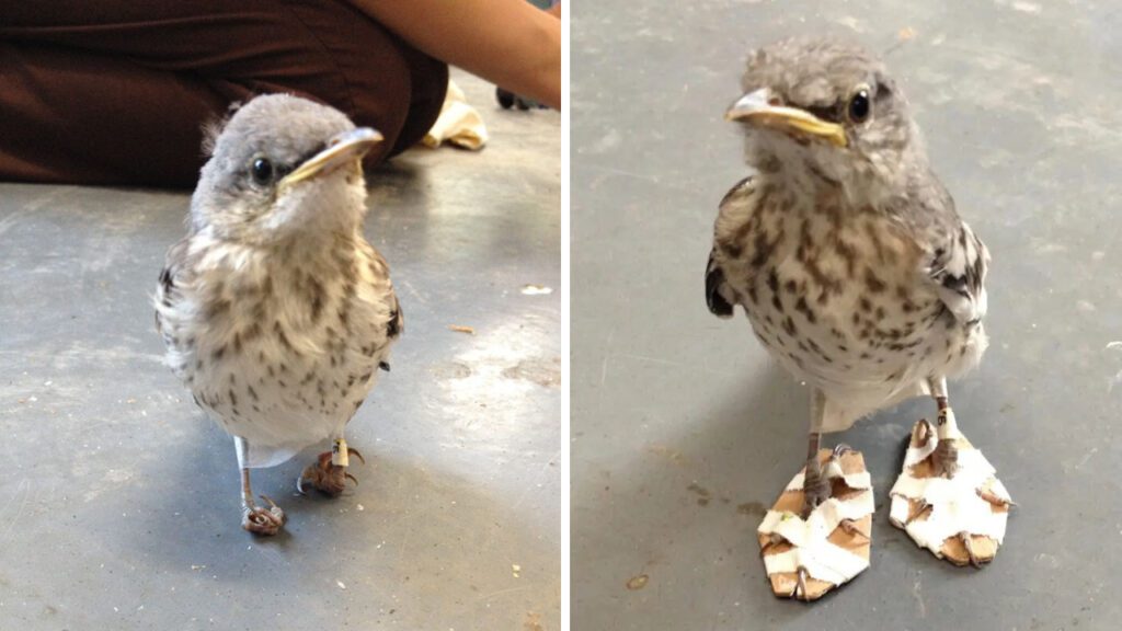 Passarinho com problema nas patas ganha ‘calçados’ para poder voltar a andar normalmente
