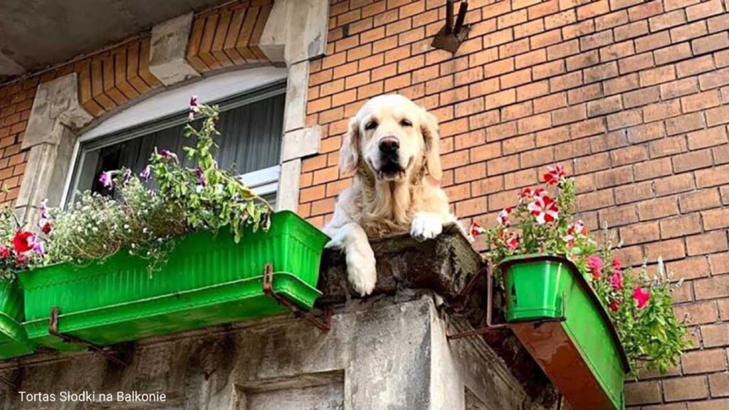 Cadela feliz cativa com seu sorriso contagiante todos que passam em frente a sua varanda