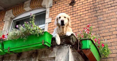 Cadela feliz cativa com seu sorriso contagiante todos que passam em frente a sua varanda