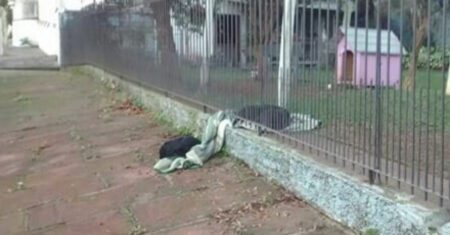 Cachorro de rua que foi adotado leva cobertor da dona para dividir com outros cães de rua para protegê-los do frio