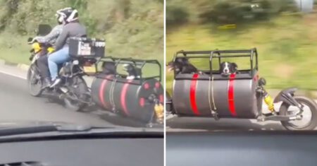 Casal adapta moto para poder viajar com seus cachorros e não deixá-los sozinhos em casa