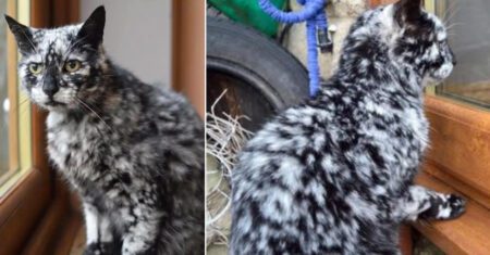 Gato de 19 anos desenvolve pelagem manchada brilhante e tem aparência única