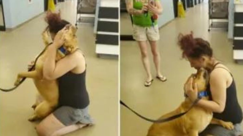 Mulher vai a um abrigo para adotar e acaba encontrando seu cachorro perdido há dois anos