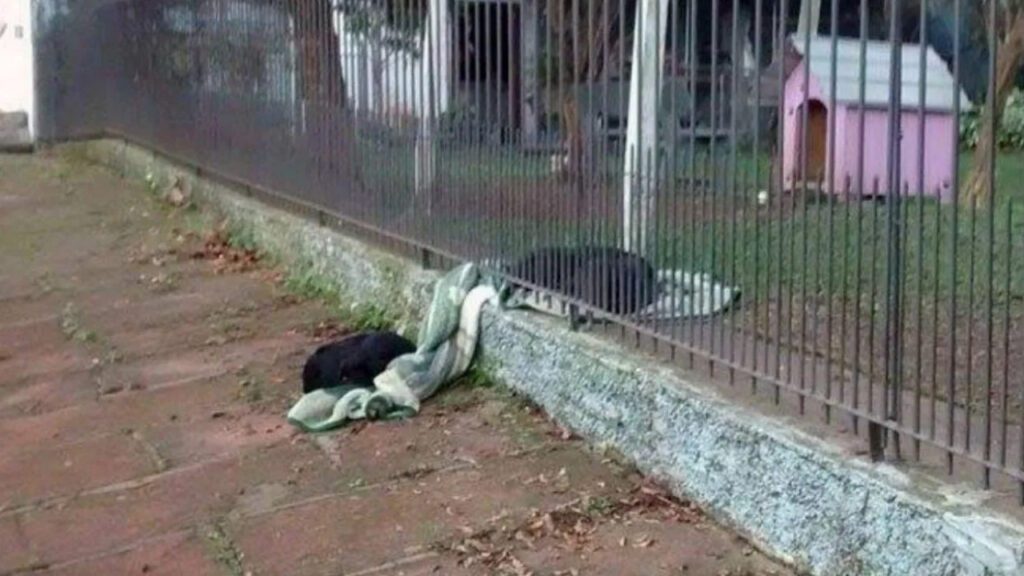 Cadelinha leva seu cobertor para dividi-lo com cachorro de rua para que ele não fique com frio