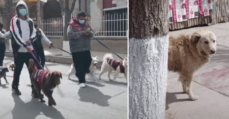 Cachorro de rua é visto triste ao ver desfile de cães felizes com seus humanos