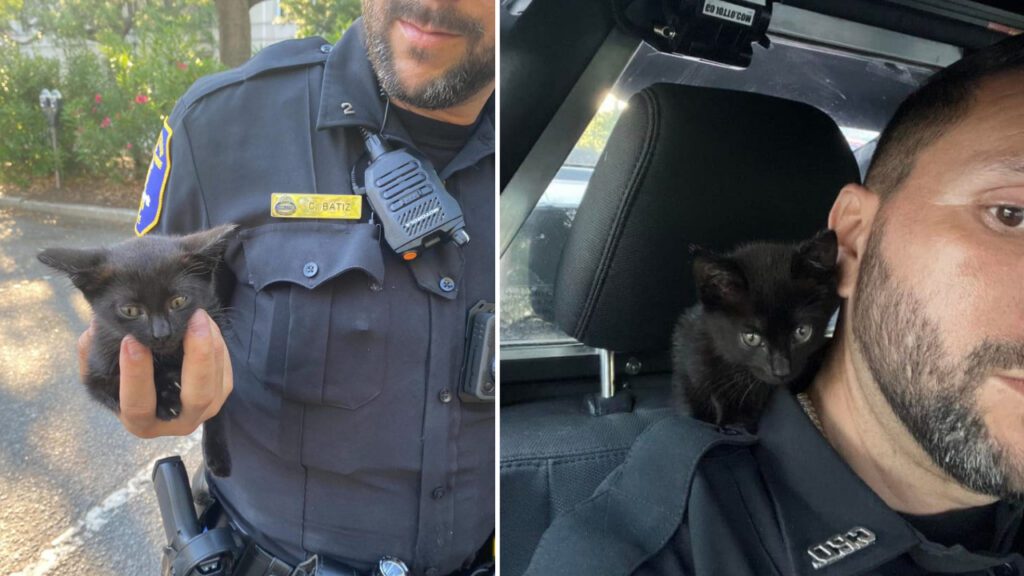 Gatinho fica preso em motor de carro e é salvo por policial, que o adota logo depois