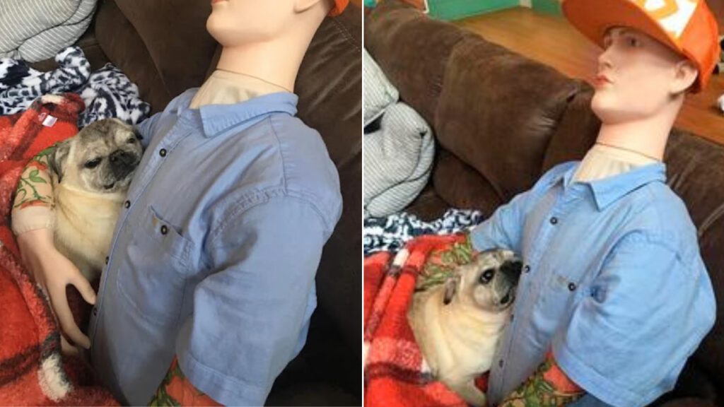 Cão idoso conforta a saudade de seu dono abraçando um manequim vestido com as roupas dele