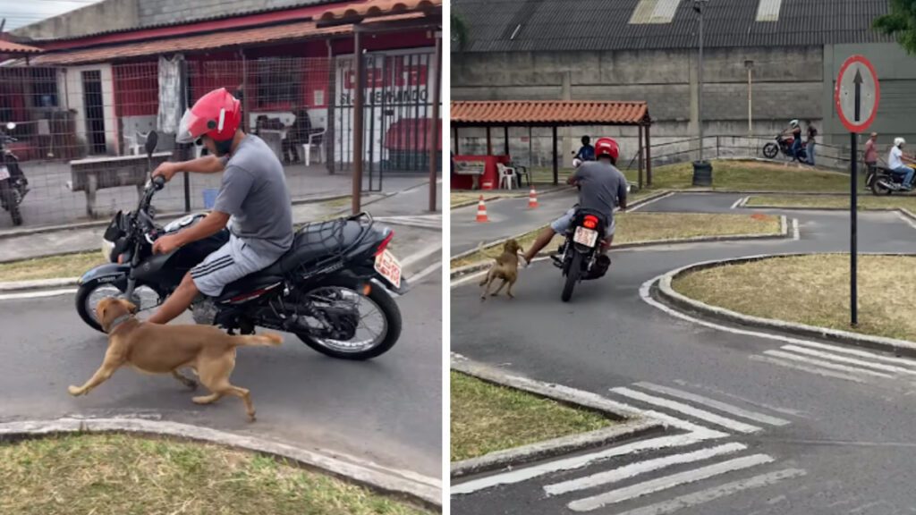 Cachorro de rua participa de aula prática em autoescola perseguindo motos