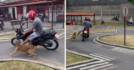 Cachorro de rua participa de aula prática em autoescola perseguindo motos