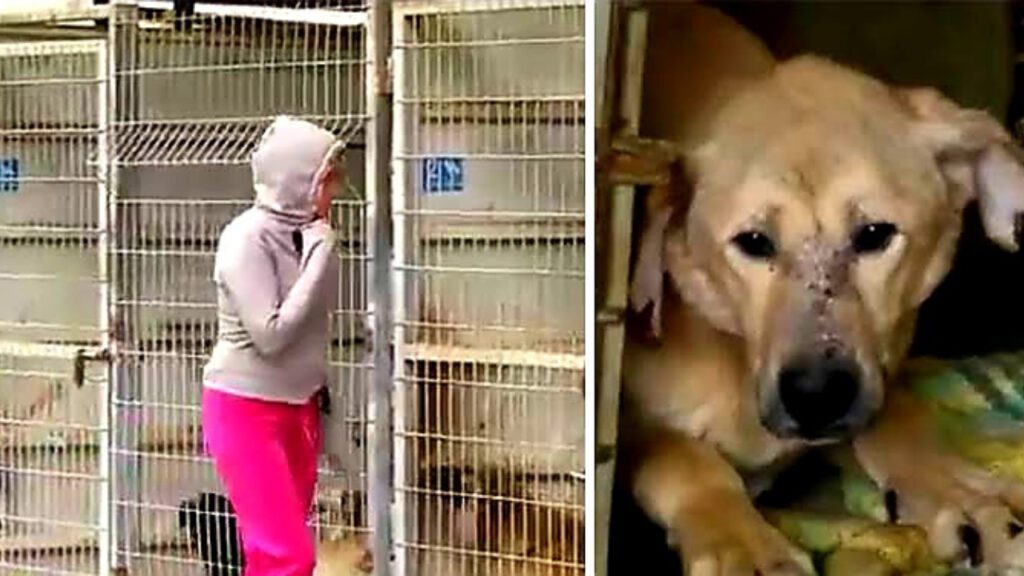 Mulher não sabia qual cachorro adotar e comprou o abrigo inteiro, ajudando 250 cães