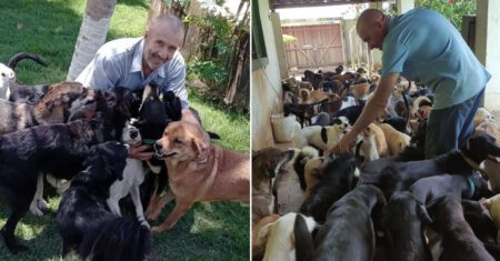 Brasileiro vende todas as suas propriedades, constrói um abrigo e resgata mais de 800 cachorros de rua