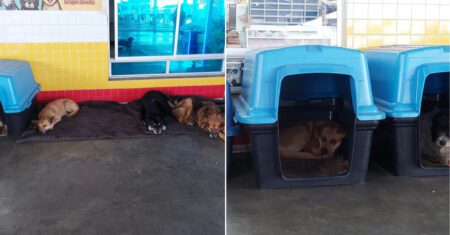 Posto de gasolina brasileiro fornece comida e abrigo para todos os cães de rua por perto