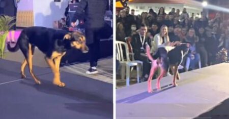 Cachorro de rua desfila na passarela do Miss Paraná e é ovacionado pelo público