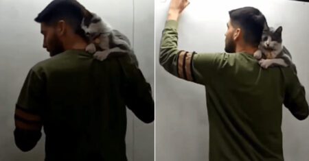 Professor carrega gatinho enquanto dá aulas para dar exemplo sobre como cuidar e respeitar os animais