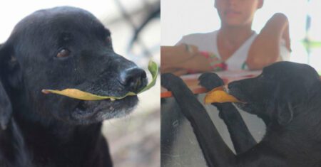 Cachorrinho recolhe folhas e as usa como dinheiro para comprar biscoitos na loja