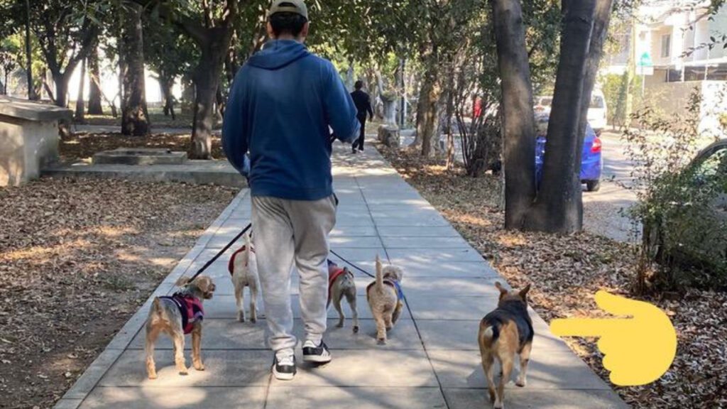 Cachorrinho de rua se junta a um grupo de animais de estimação que um jovem os levavam para passear