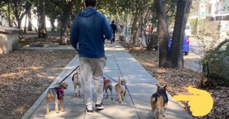 Cachorrinho de rua se junta a um grupo de animais de estimação que um jovem os levavam para passear