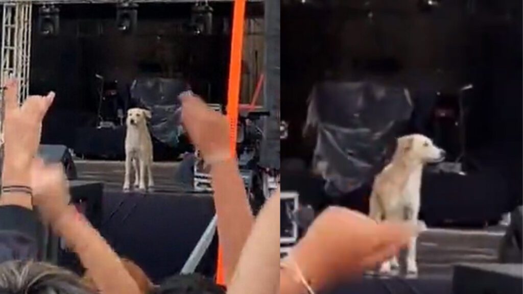 Cachorro de rua invade palco de show e público o aplaude sem parar
