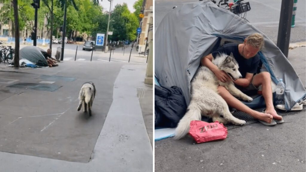 Cachorro faz amizade com morador de rua e emociona seu dono