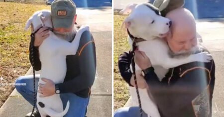 Cadela pula nos braços de seus novos pais ao saber que foi adotada