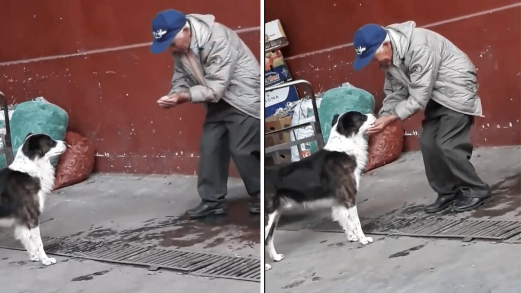 Idoso generoso recolhe água com as próprias mãos para dar de beber a um cachorrinho sedento