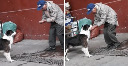 Idoso generoso recolhe água com as próprias mãos para dar de beber a um cachorrinho sedento
