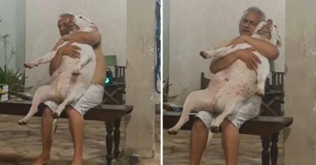 Homem que não queria ter cachorro é visto cantando e abraçando pit bull
