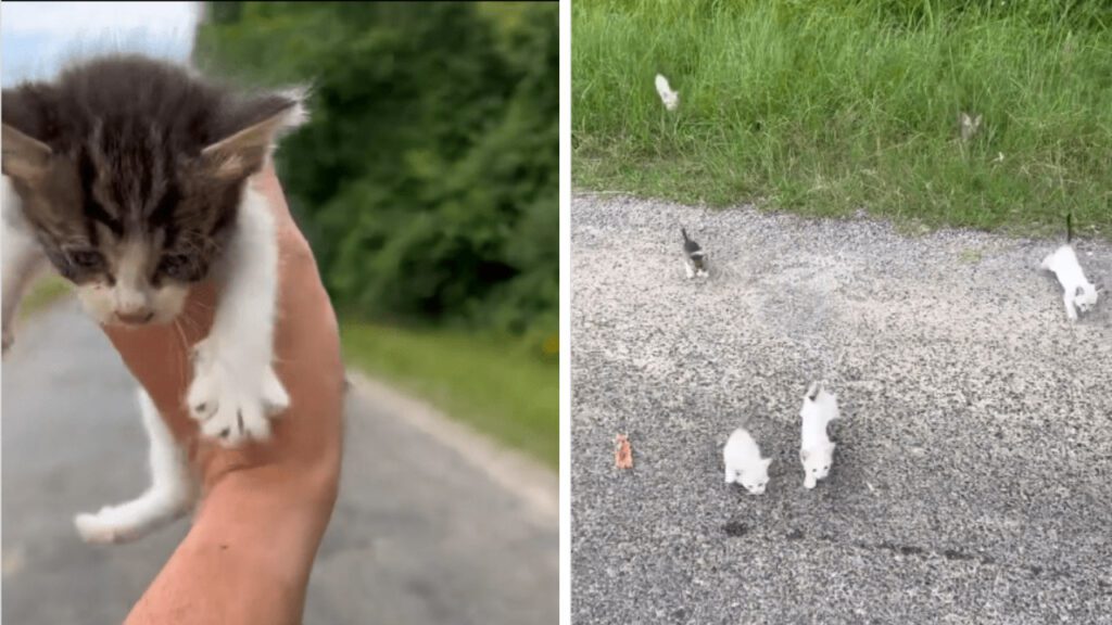 Jovem para seu percusso para salvar um gato e outros doze gatinhos aparecem de surpresa pedindo um lar