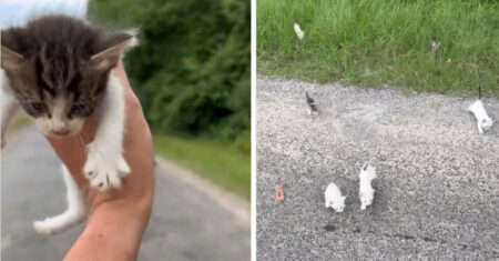 Jovem para seu percusso para salvar um gato e outros doze gatinhos aparecem de surpresa pedindo um lar