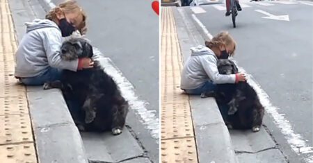 Cão idoso espera o filho da família no portão da escola todos os dias